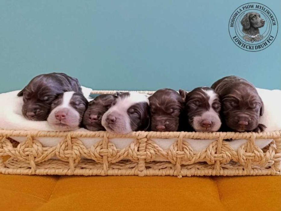 Płochacz niemiecki Wachtelhund