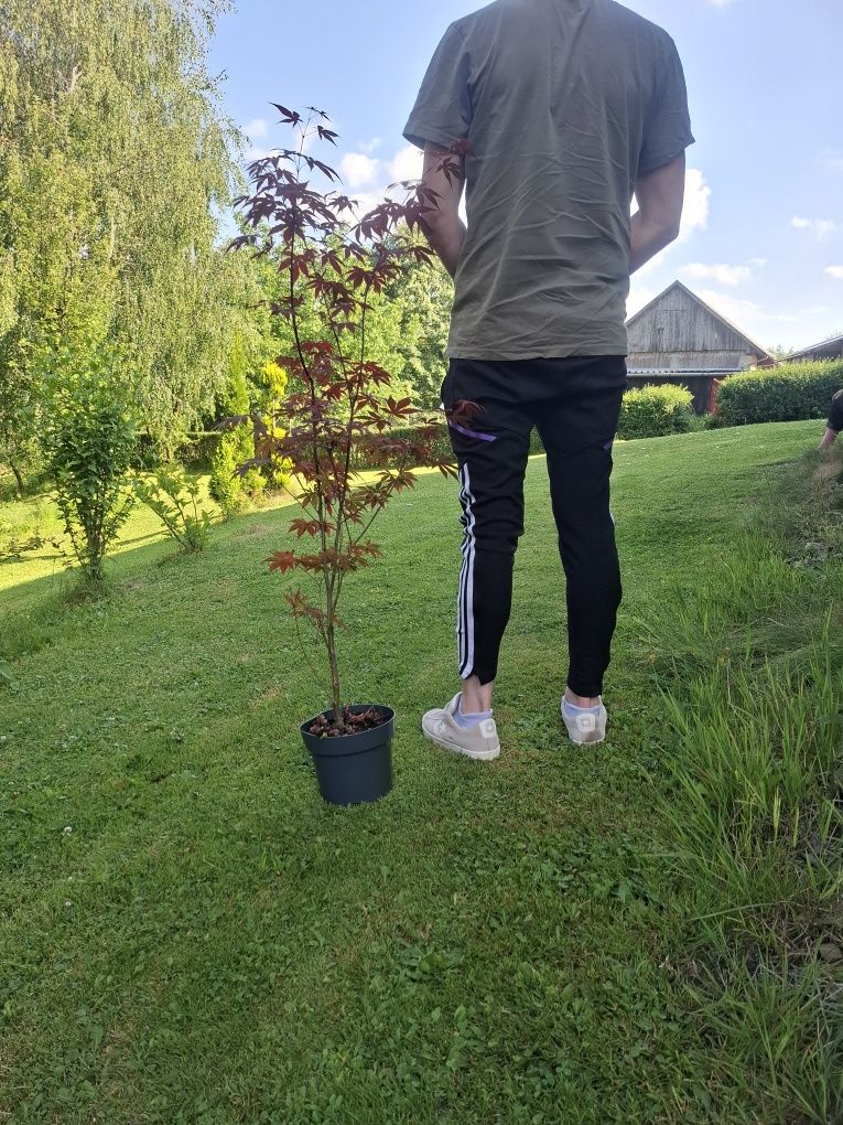 Acer  atropurpureum