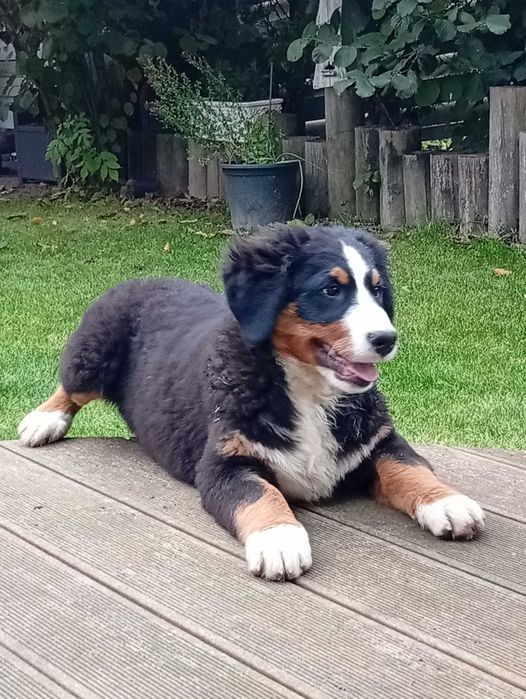 Szczenie Berneński pies pas do odbioru sunia