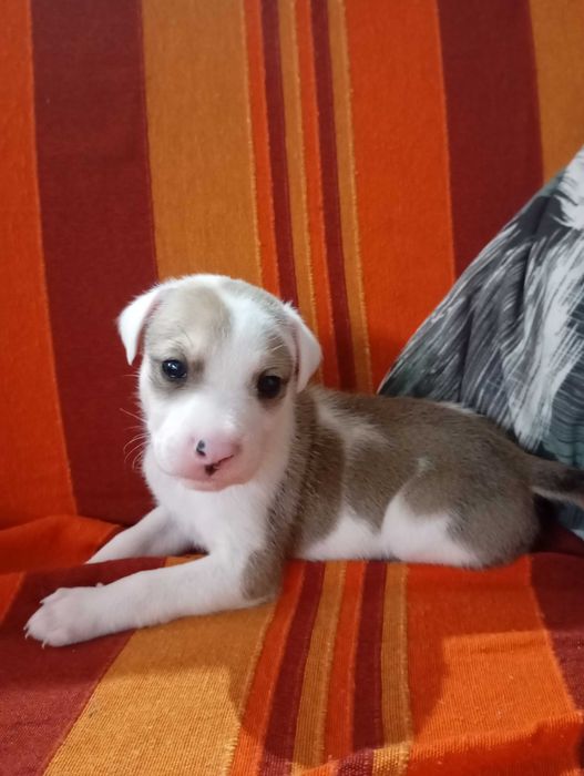 Cães bebés para adoção