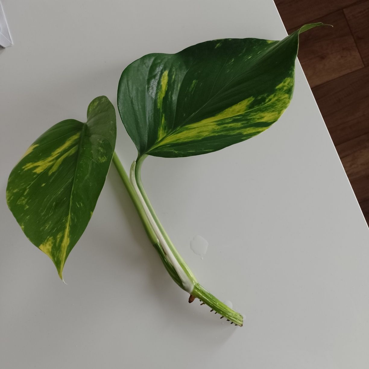 Epipremnum ok 30 cm