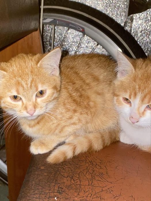 Котенок бесплатно