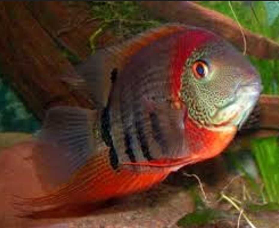 Pielęgnica severum odmiana ROTKEIL - Sewerum - Heros - dowóz, wysyłka