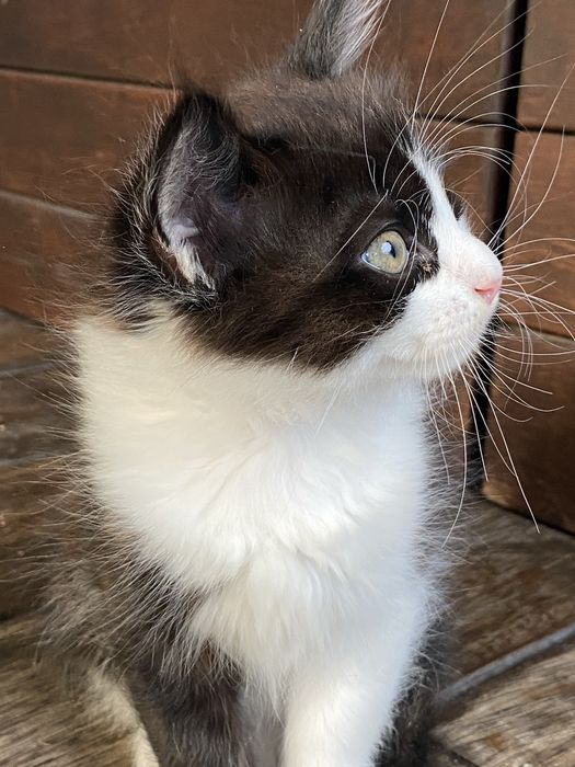 Котик Фелікс три місяці безкоштовно