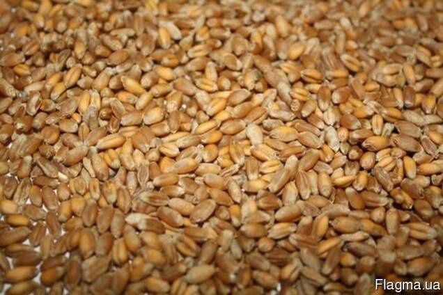 Продам зерно пшениці до 2-х.т. ДОСТАВКА пшеница ячмень ячмінь кукурудз