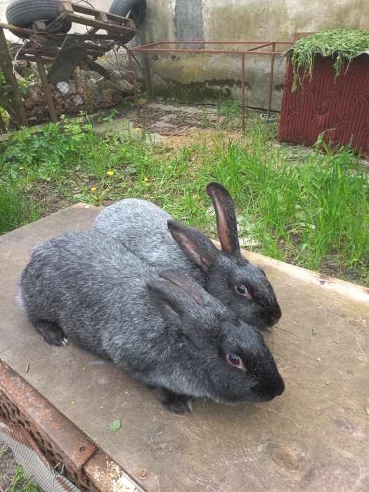 Кролиці Полтавське срібло