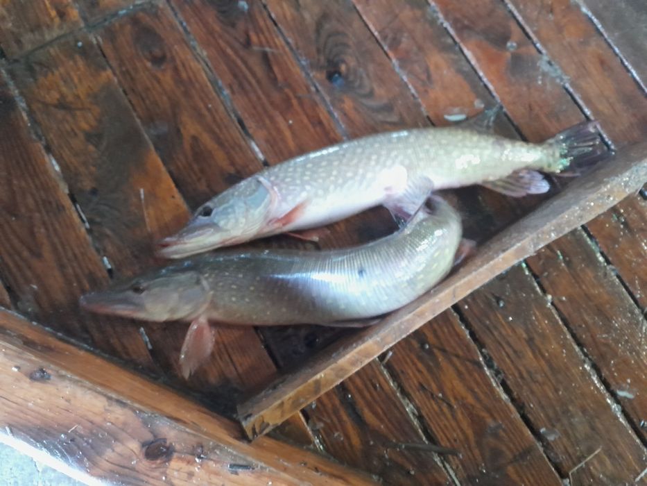 Sprzedaż ryb z własnej hodowli