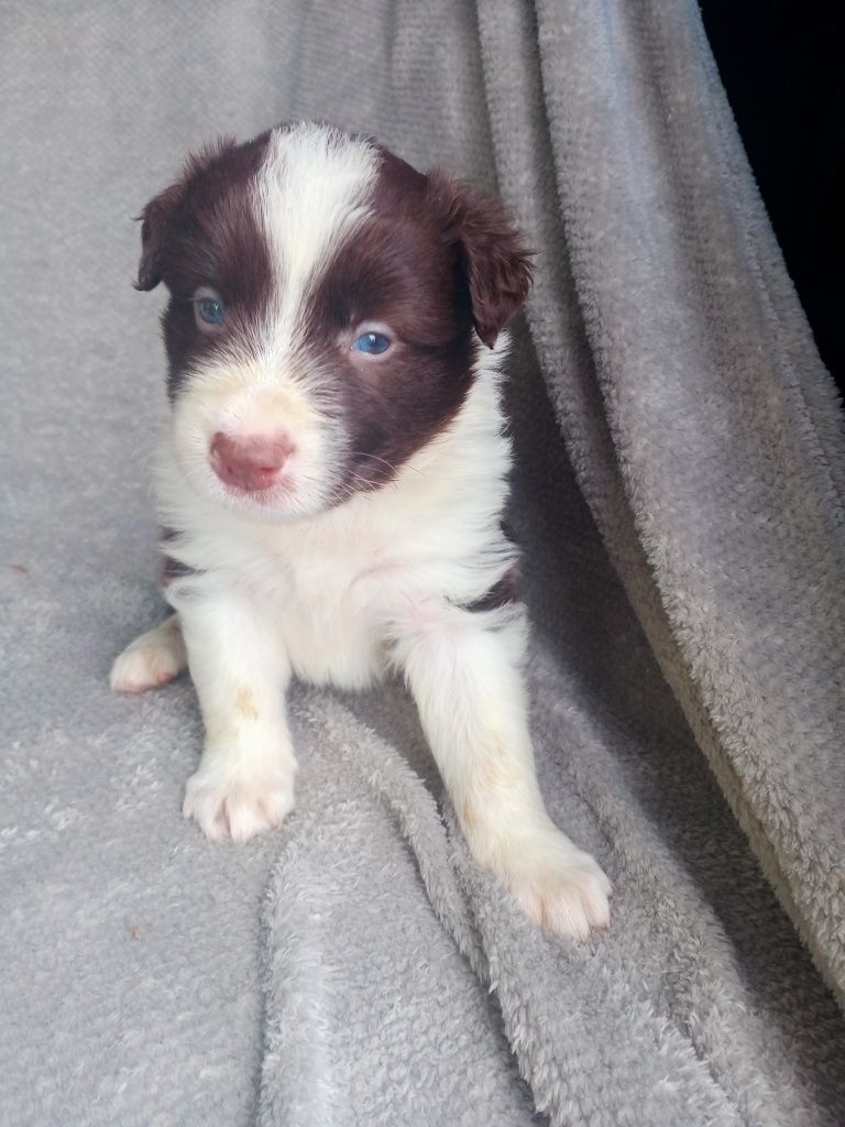 Śliczny piesek czekoladowy border collie