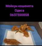 Мейкуны солнечно- рыжие  в Одессе распродажа