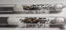 Camponotus Parius 40-50robotnic