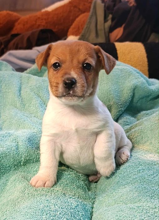 Jack Russell Terrier gładkowłosy ZKwP FCI