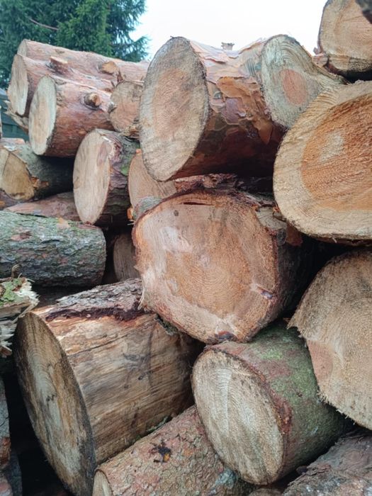 Drzewo opałowe świeże sosna