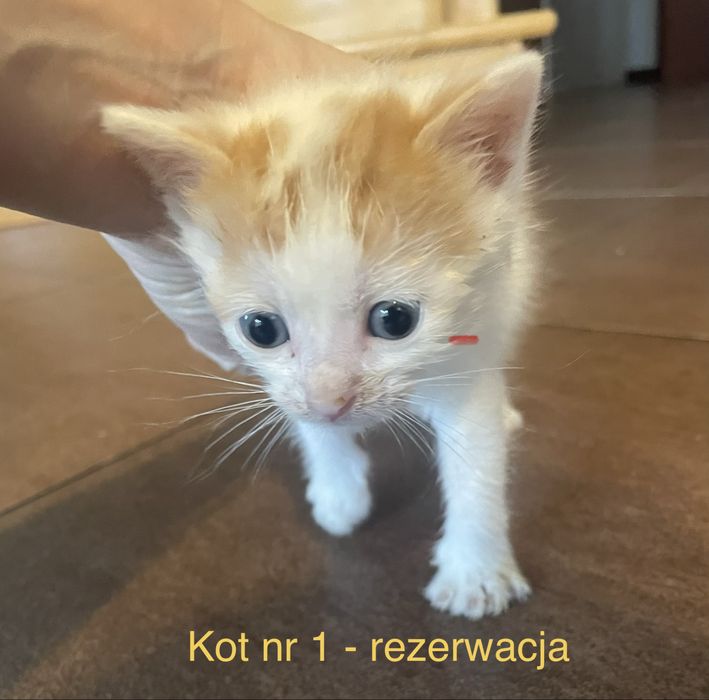 Kotki szukają domów