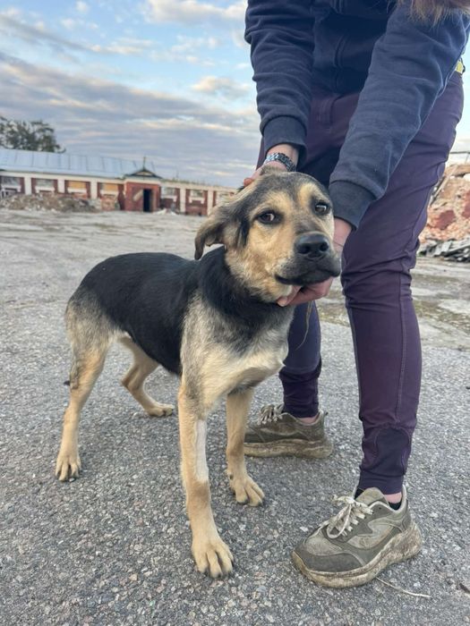 Отдам бесплатно .