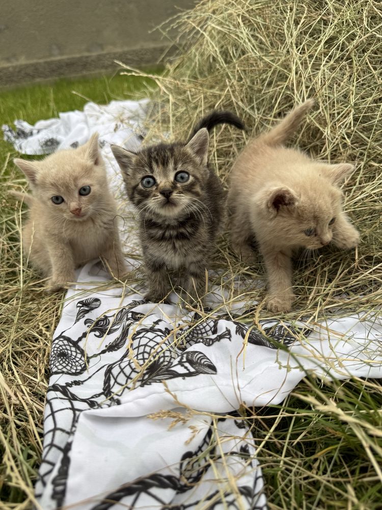 Кошенята безкоштовно