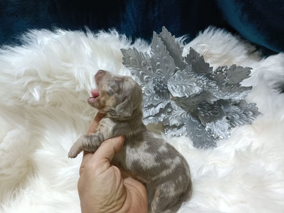 Teckel machinho mini Isabella tan