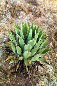 Agave durangensis mrozoodporna -18°C sadzonka GRATIS instrukcja uprawy