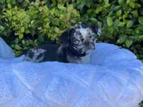 Oportunidade Pug carlino Olhos Azuis