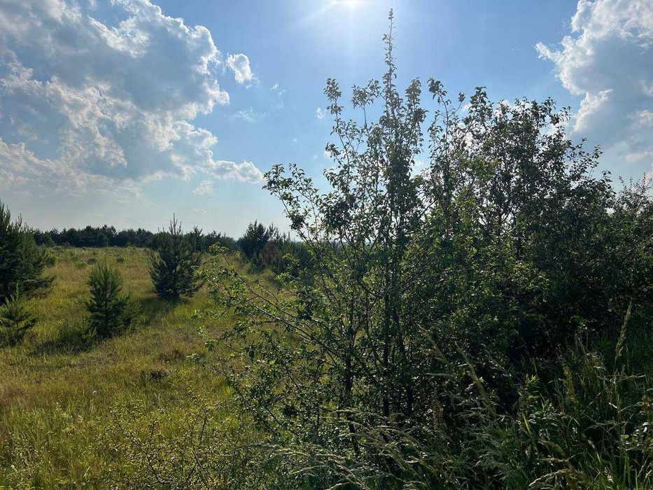 Продаж ділянки на автошляху М-19  2.5 га під комерцію