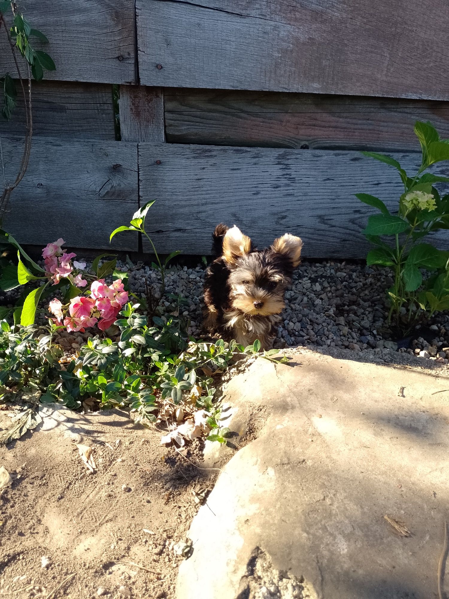 Piękna suknia Yorkshire Terrier