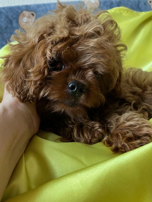 Невероятно красивый мальчик мальтипу, Кавапу