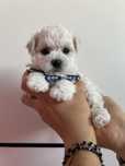 Bichon Frise FCI - samiec- rodzice wielokrotni Championy