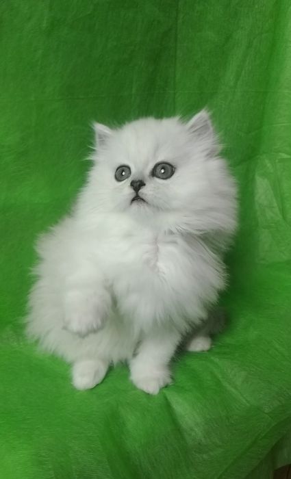 Шиншилла белый серебристый пушистый хайленд