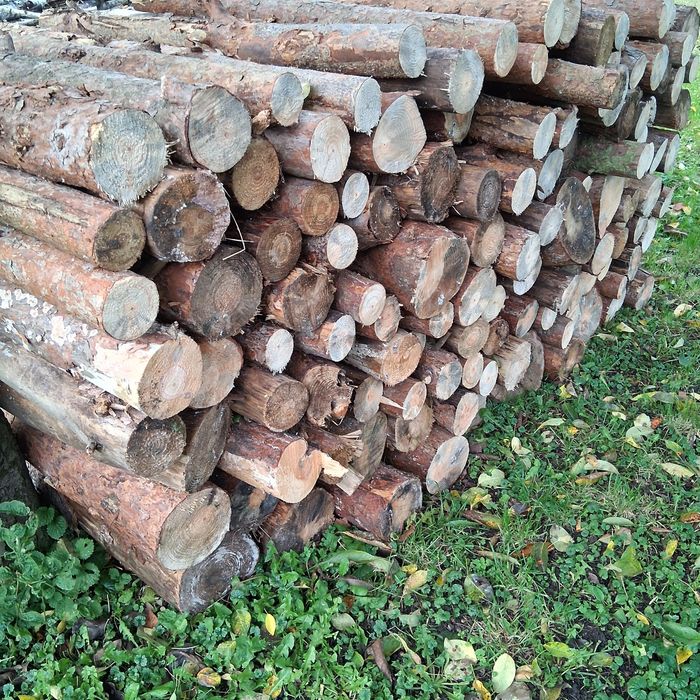 Drzewo Sosna opałowe