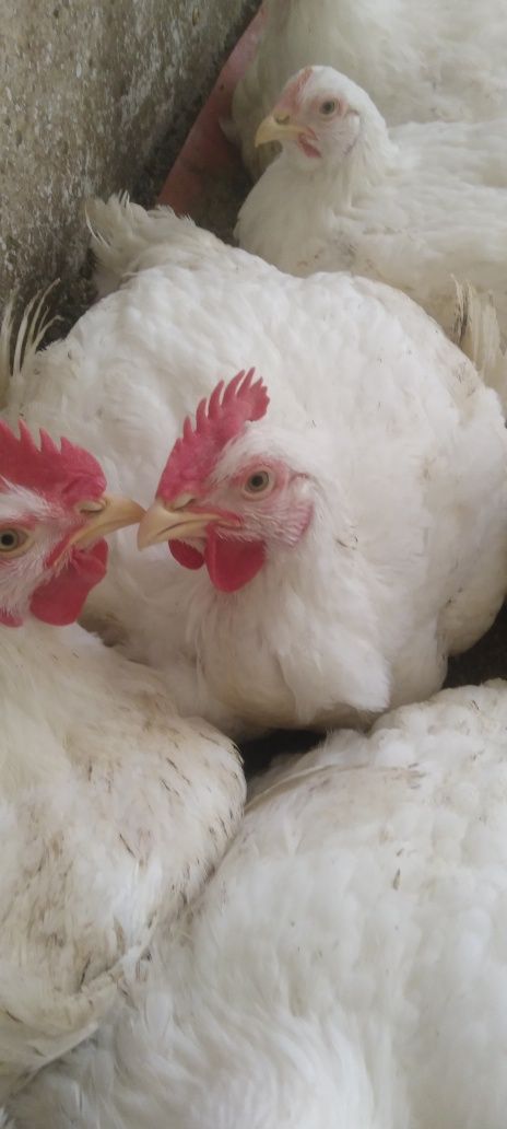 Продам мясо домашних бройлеров