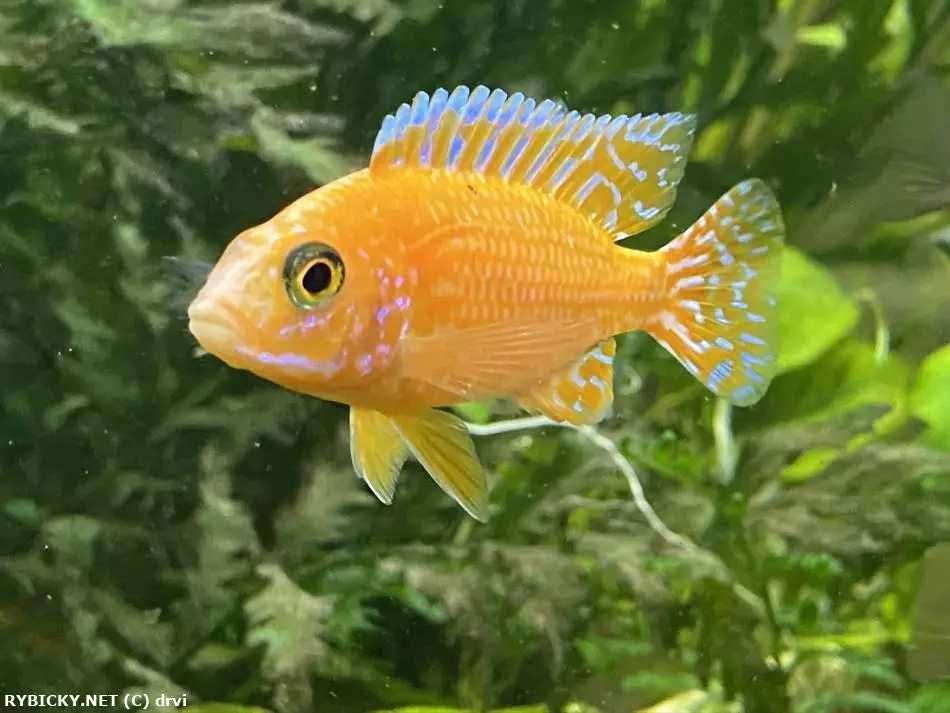 GB MALAWI Pyszczak Aulonocara Fire Fish - dowóz ryb!