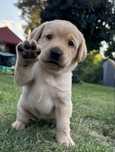 Labrador Retriever - biszkoptowy z rodowodem