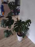 Monstera duża zdrowa