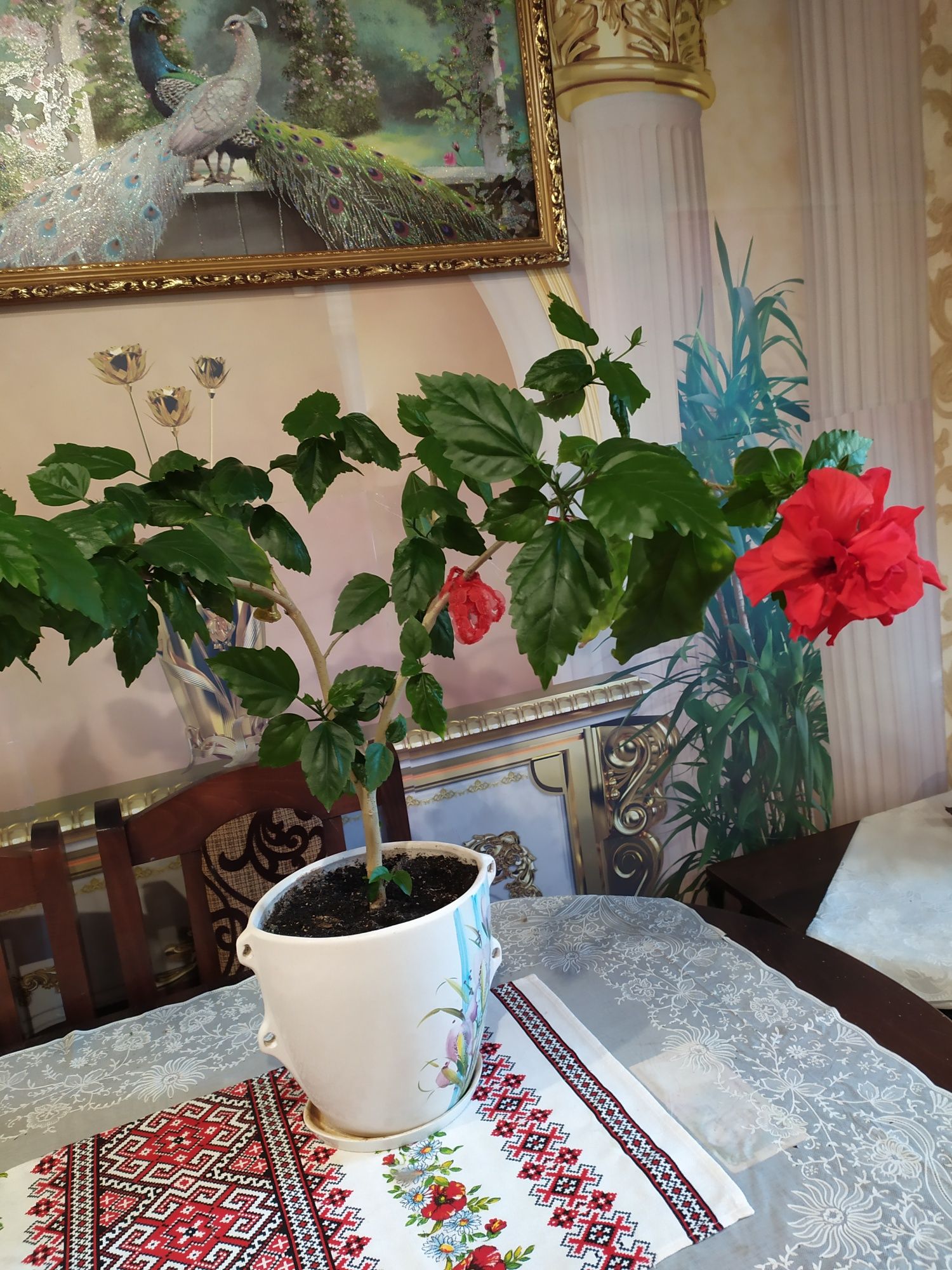 Продам розу китайскую, 6лет