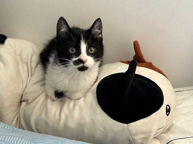 Hakuna Matata, czyli Timon i Pumba mogą zamieszkać w Twoim domu