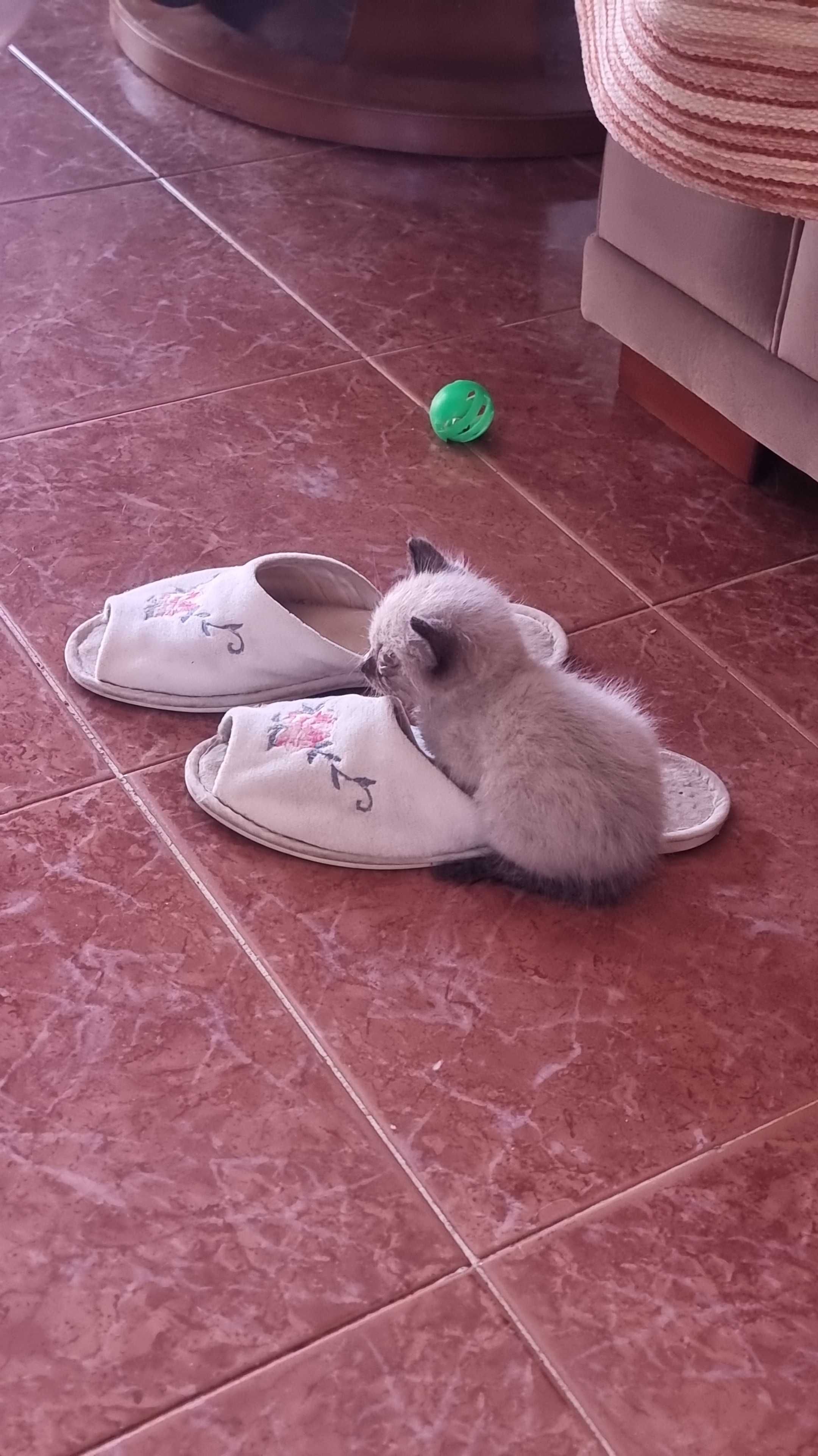 Adoçao responsavel de gatinhos
