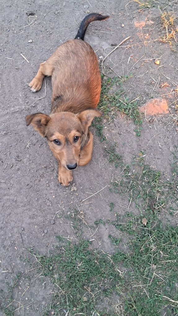 Хлопчик 3 місяці шукає люблячу родину