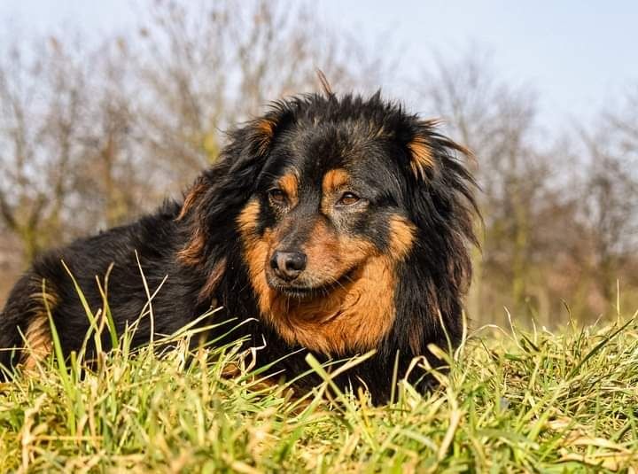 Ta piękna i spokojna sunia szuka swojego nowego Domku!