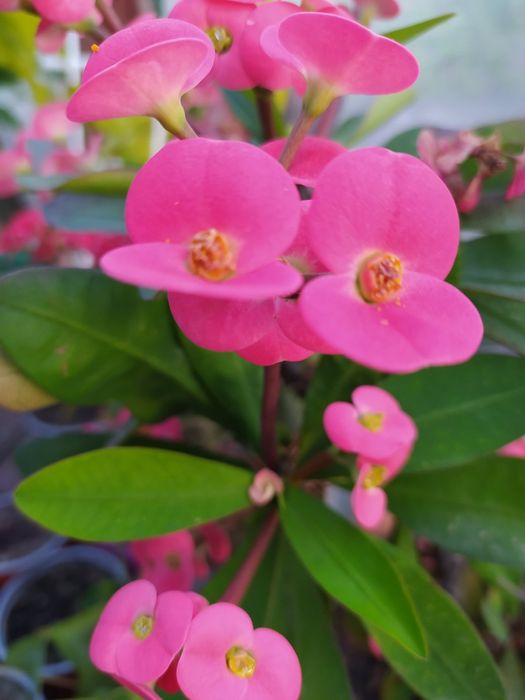 Молочай Міля сортовий великоквітковий