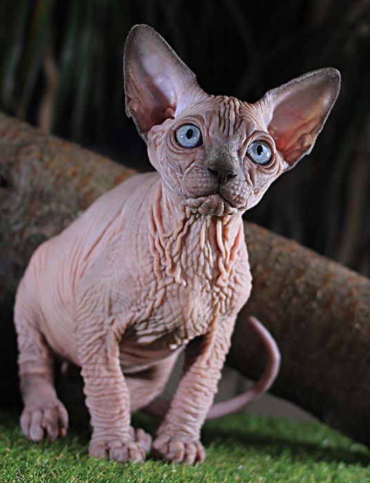 Топ эксклюзив, высшего качества. Шкурастый мальчик.