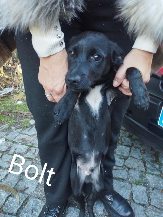 Bolt para adoção muito responsável