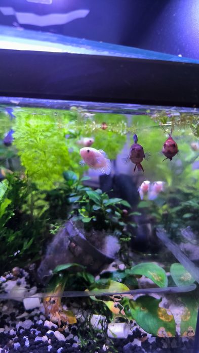 Betta fêmea adulta