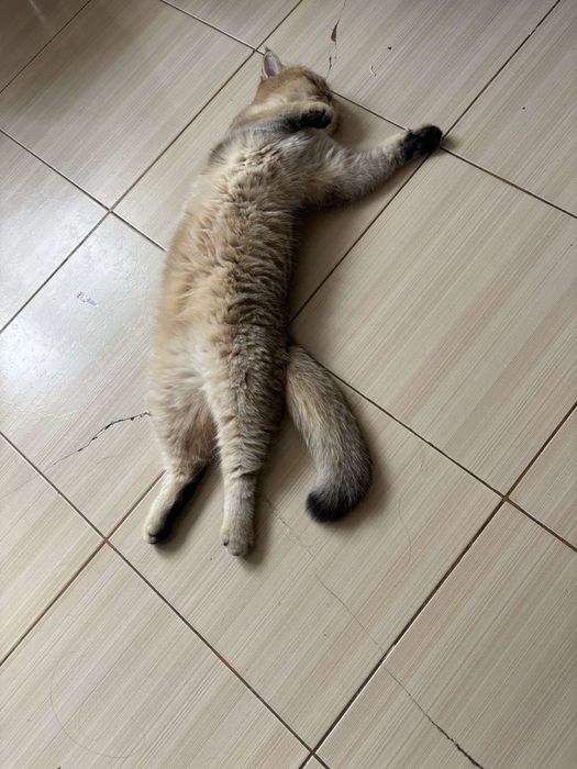 Продам золотую шиншилу