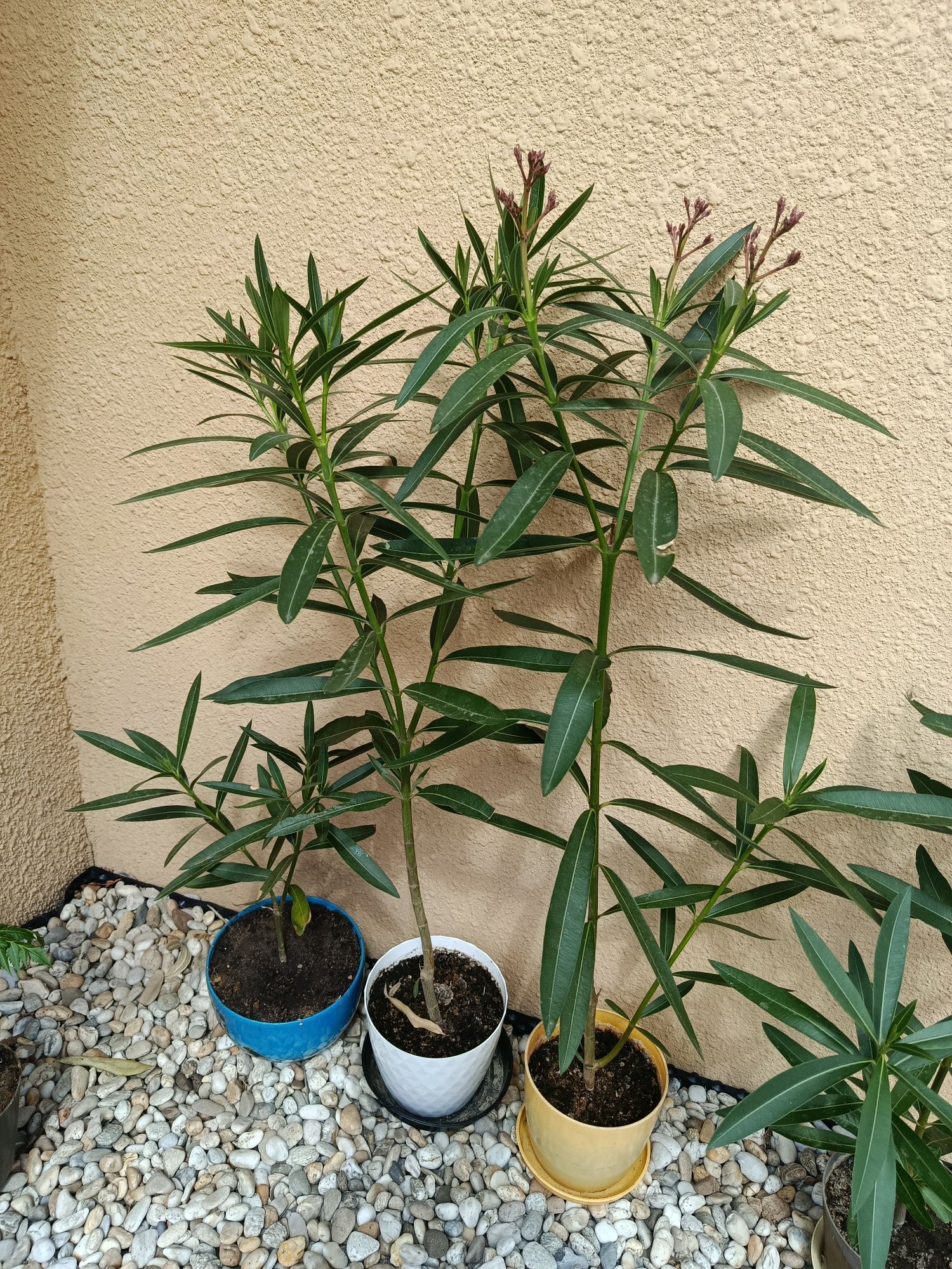 Oleander różowy podwójny