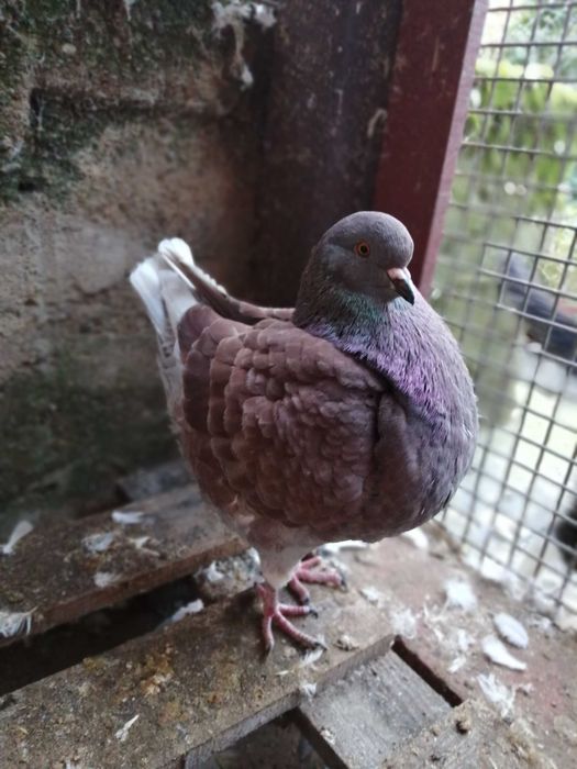 golebie kingi .samiec