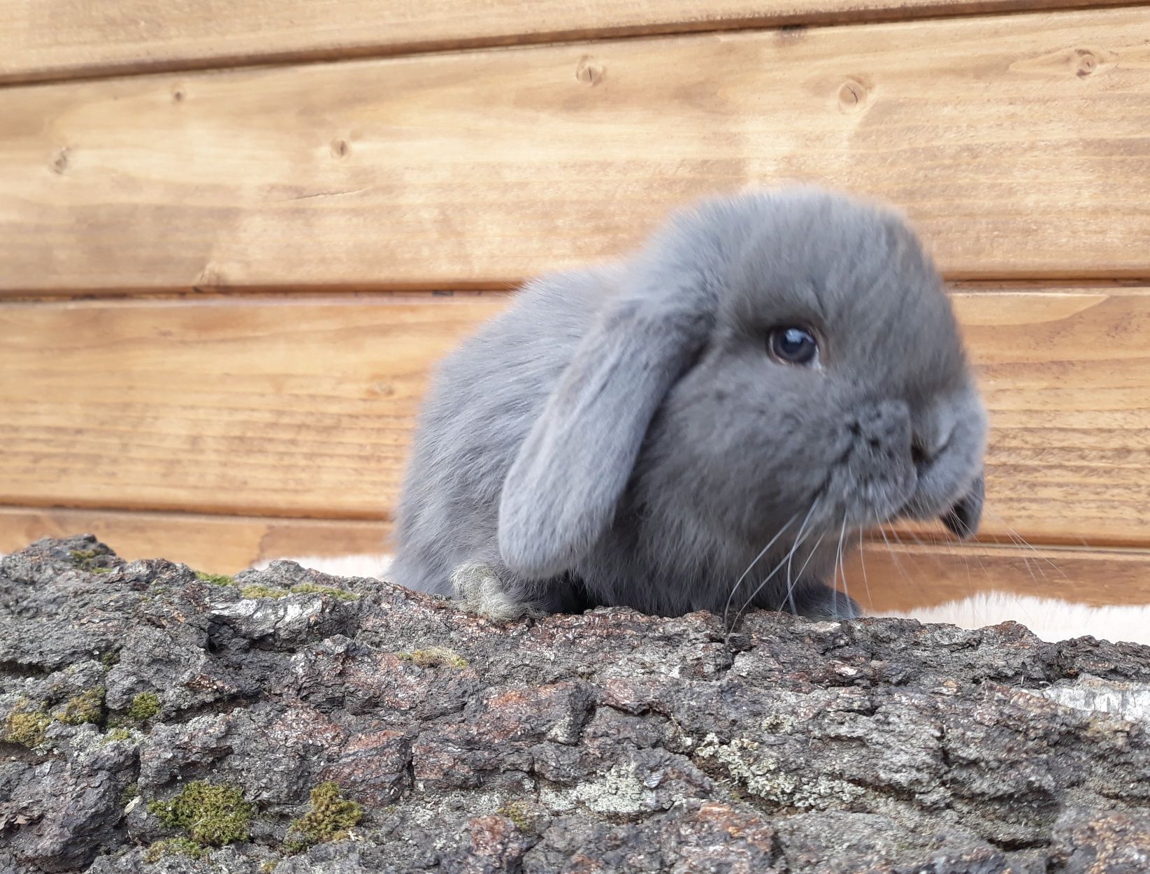 Królik karzełek baran niebieski mini lop