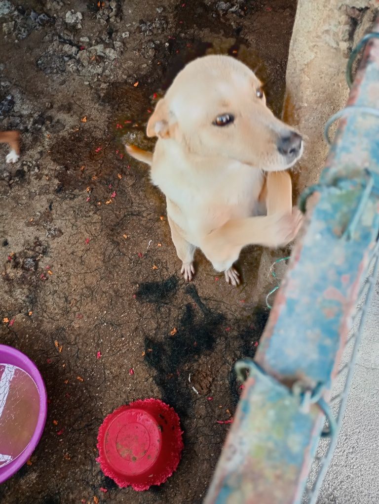 Procuro com urgência novo dono Dois cães para adoção