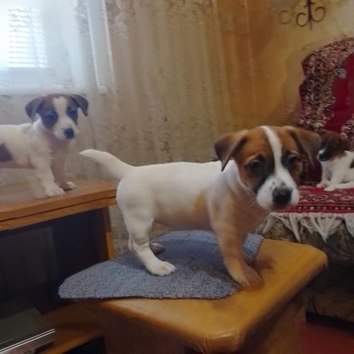 Дівчата - цуценята Джек Рассел Терьер