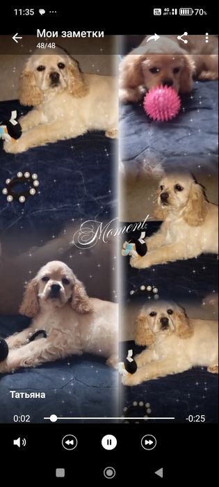 Американський кокер спаніель