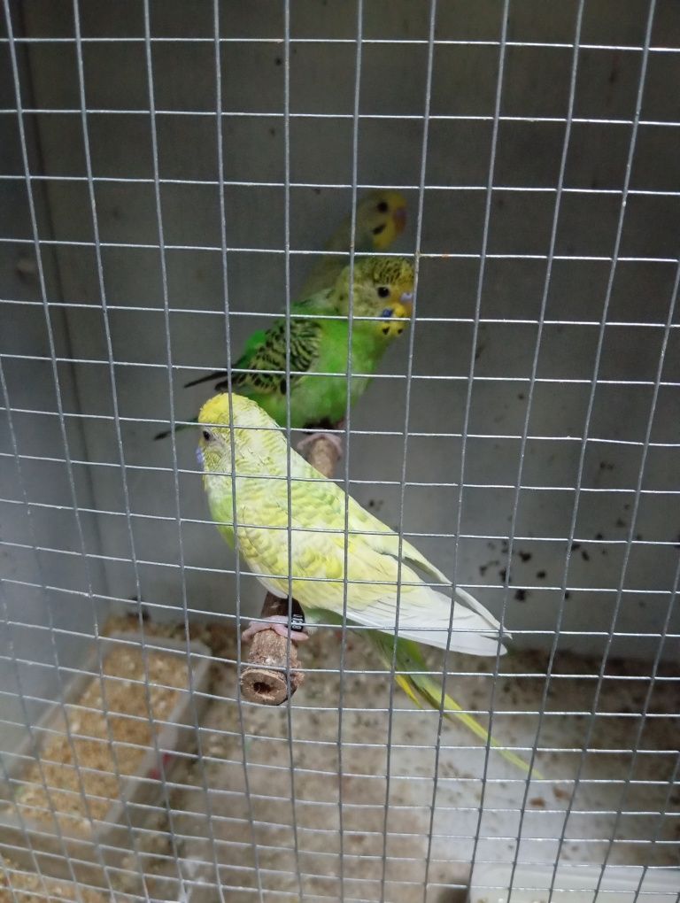 Piriquitos australiano