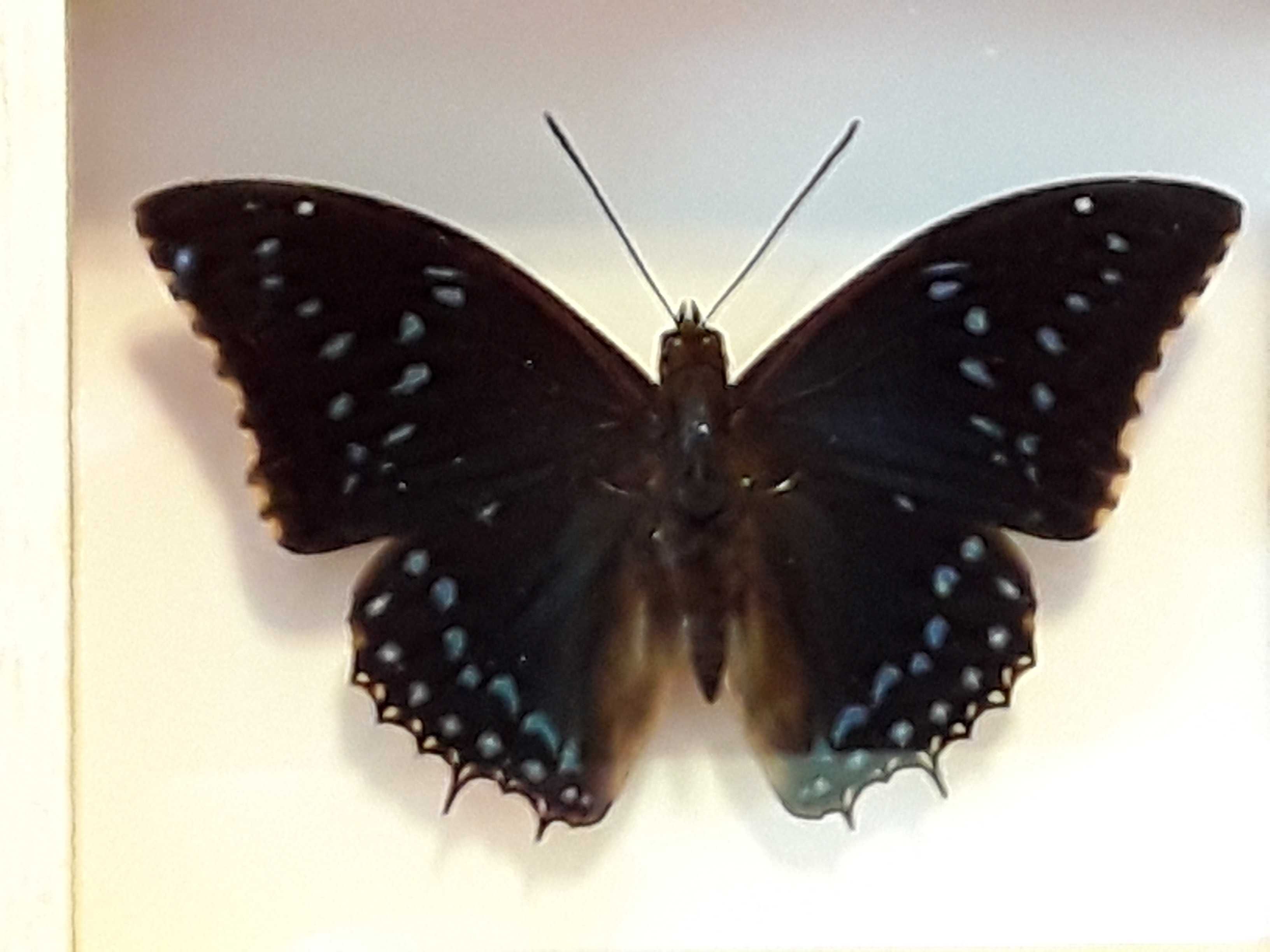 Motyl w ramce 12 x 10 cm . Charaxes numenes 90 mm.